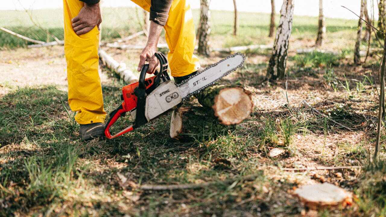 The Steps Involved in Our Tree Care Process in Waimanalo, HI